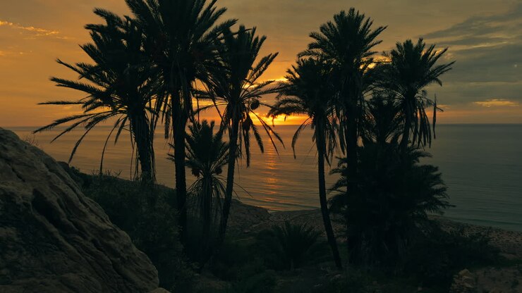 amanecer sobre el océano con palmeras