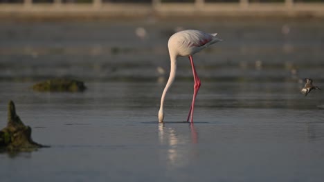 Zugvögel,-Rosaflamingos,-Die-Bei-Ebbe-Im-Flachen-Meerwasser-Sumpfland-Wandern---Bahrain