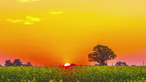 beautiful time lapse of sunrise over yellow flower field and tree silhouette