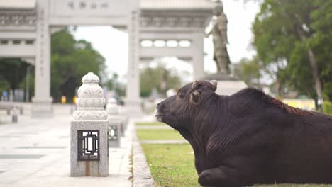 vache buffle noir dans le monde bouddhiste à ngong ping piazza, tung chung, hong kong