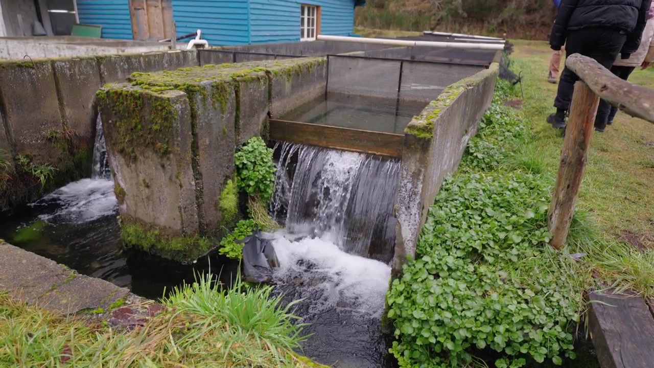 Canali in cemento con acqua a cascata, vegetazione lussureggiante e un edificio agricolo blu creano un vivace impianto di acquacoltura per l'allevamento di trote in Patagonia. Luce diurna nuvolosa, ripresa stabile, leggera attività umana.
