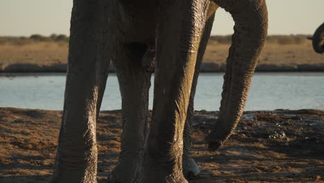 african muddy elephant trunk blows dust, close up in golden light, tilt down
