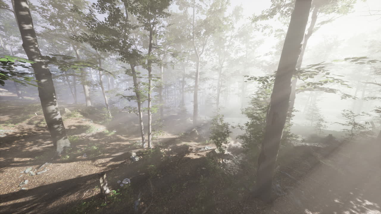 fpv 드론 이 숲 에 있는 높은 나무 들 을 통해  ⁇ 고 있다