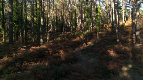 Bosque-De-Montaña-De-Verano,-Aventura-Al-Aire-Libre