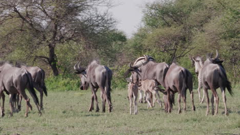 Gnus-Und-Zebras,-Die-An-Einem-Sonnigen-Tag-Auf-Der-Wiese-In-Der-Nxai-Pfanne,-Botswana,-Spazieren-Gehen---Weitwinkelaufnahme
