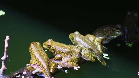 juvenile green frogs on a branch