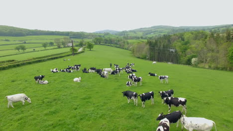 flyover shot of cows grazing in field in north wales