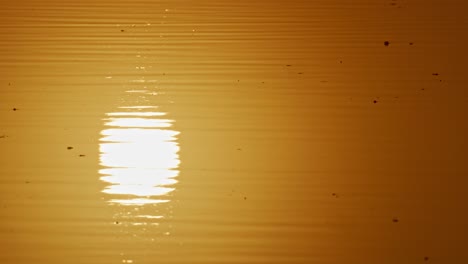 Static-shot-of-the-sun-reflecting-off-the-surface-of-the-water-with-small-ripples-and-debris-floating-on-the-surface