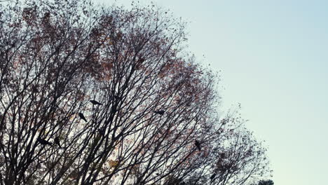 leaves falling from autumn trees