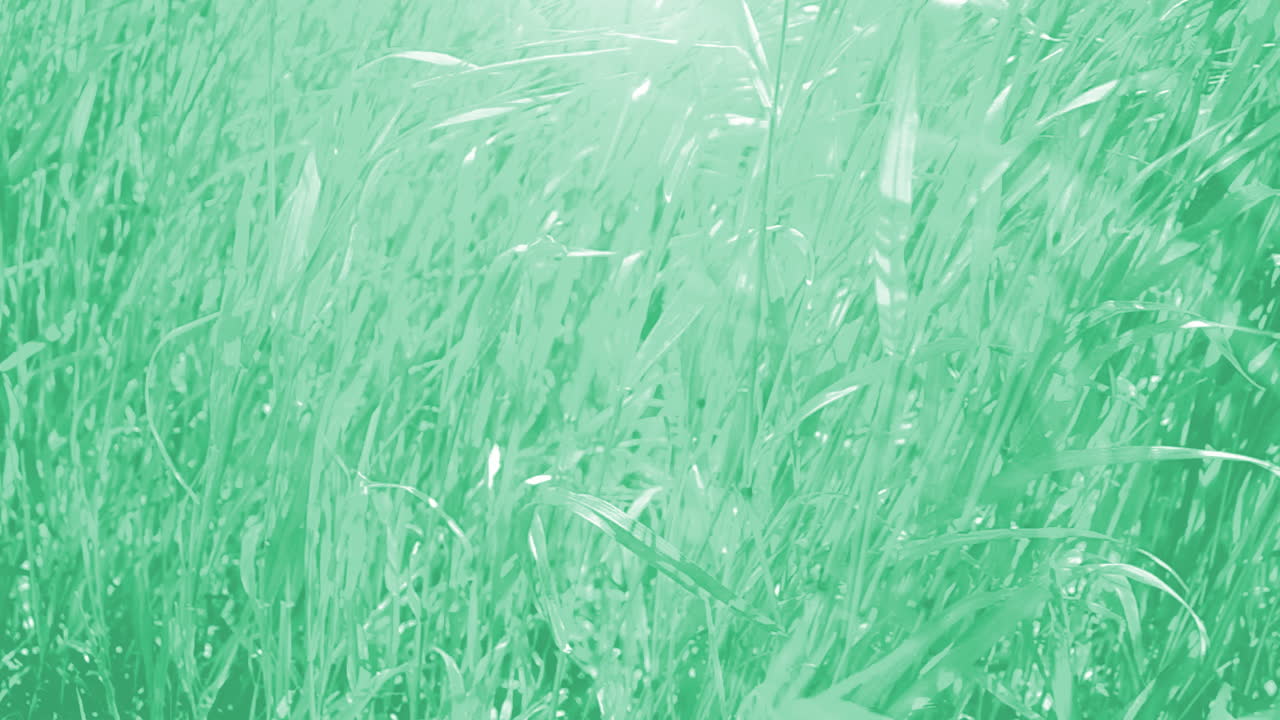 Hintergrund aus Gras. Gras im Frühling.