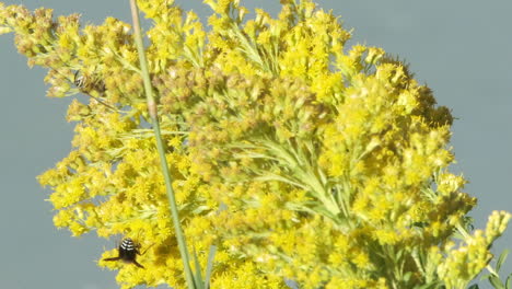 El-Néctar-De-La-Flor-De-La-Vara-De-Oro-Amarillo-Brillante-Atrae-Avispas-Avispas-De-Cara-Calva