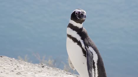 Magellanic-Penguin-Standing-And-Looking-Around-At-Coast-In-Patagonia-Argentina-With-Blurry-Ocean-In-Background---close-up,-slow-motion