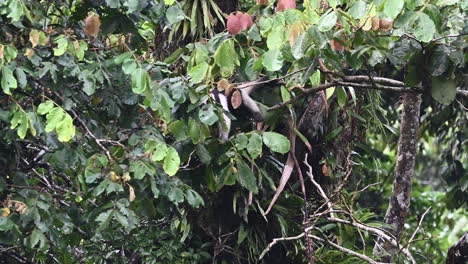 Tamandua-Del-Norte-U-Oso-Hormiguero-Menor,-En-Busca-De-Comida-Luchando-En-Las-Copas-De-Los-árboles-Mientras-Llueve-Mucho