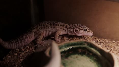 un gecko leopardo se rasca la cara en su recinto