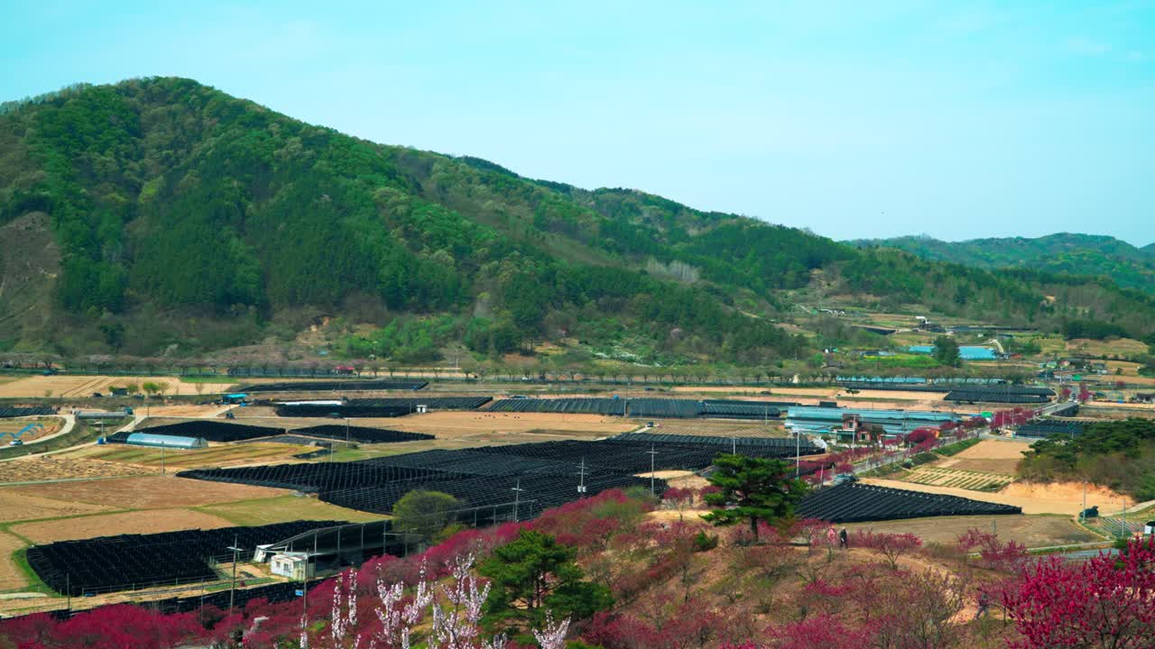 Vista panoramica della valle rurale di Geumsan che mostra vivaci alberi di pesco rosa in fiore accanto a strutture ombreggianti per il ginseng nero e campi agricoli durante la stagione primaverile