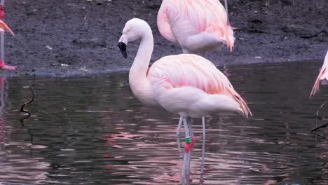 Imágenes-De-Un-Flamenco-Rosado-Bebiendo-Agua-En-El-Lago.