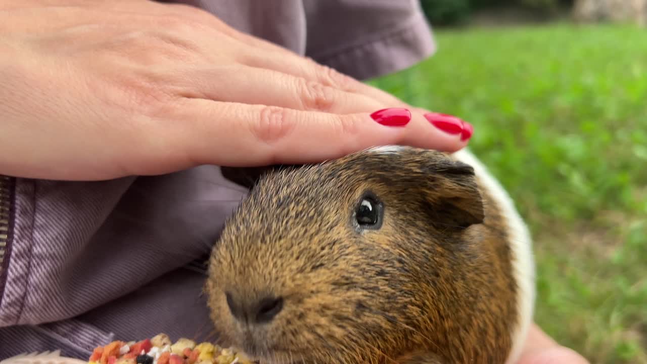 기니피그 를 먹이는 여자 의 손