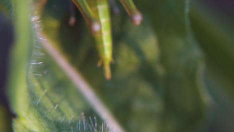 saltamontes verdes en una hoja