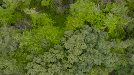 de arriba hacia abajo mira un pequeño bosque