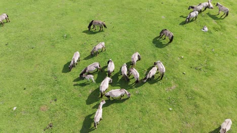 wild horses and auroxen cows running in the field of pape national park, latvia