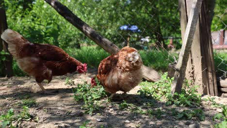 many red chickens on a summer day in the village