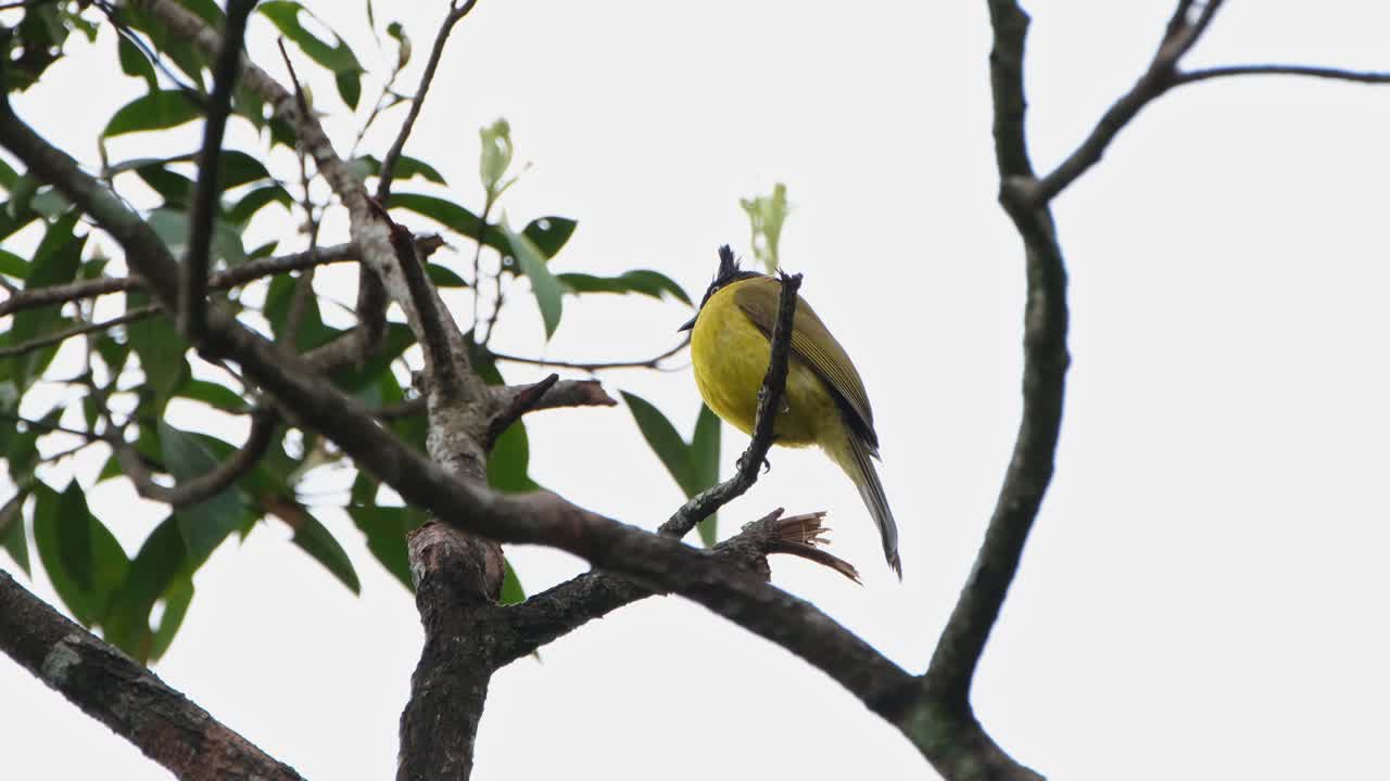 encaramado en una pequeña rama mientras mira a su alrededor durante un día ventoso, bulbul rubigula flaviventris de cresta negra, tailandia