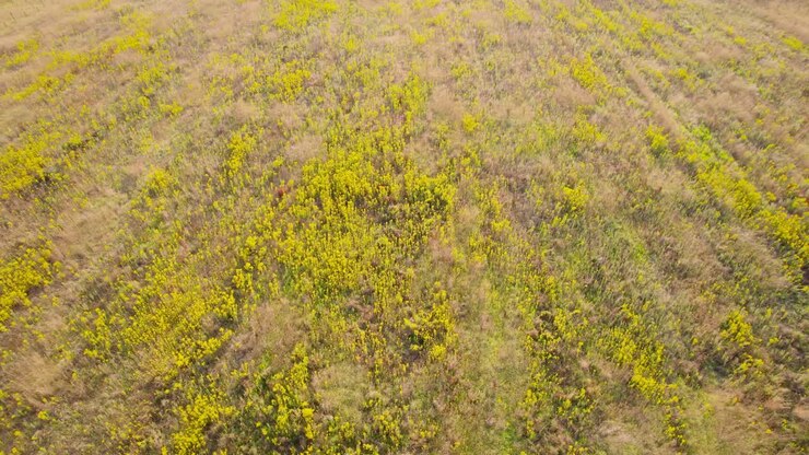 Fiori gialli su campo coltivato. Vista aerea frontale