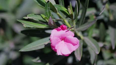 primer plano de una flor de adelfa nerium