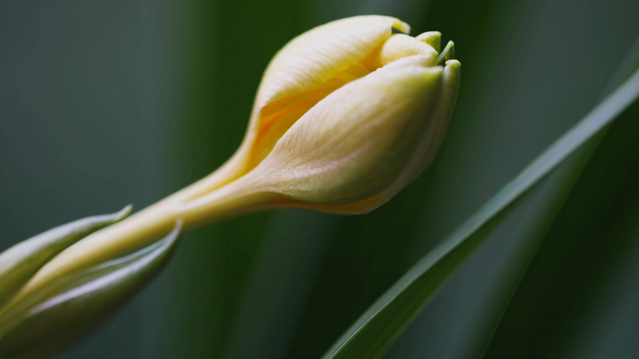 黃色花蕾綻放的縮時攝影