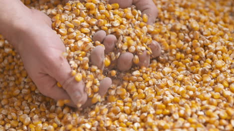 freshly harvested corn grains agriculture background corn harvesting 4