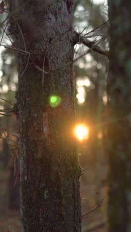 sunset through forest trees