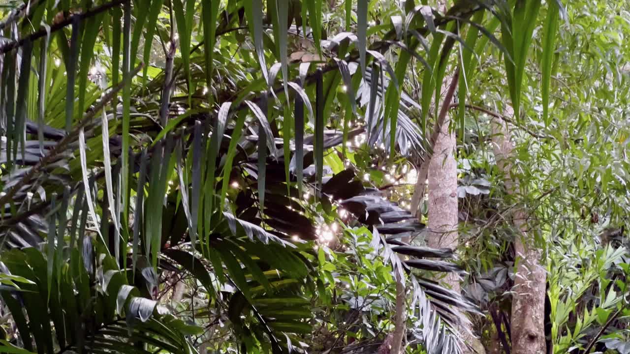 entorno de selva tropical natural virgen con hermosas plantaciones verdes y raíces aéreas colgando y la luz del sol brillante brillando a través de los follajes, toma de movimiento manual