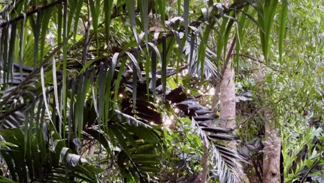 Unspoiled-natural-rainforest-environment-with-beautiful-lush-green-plantations-and-aerial-roots-hanging-down-and-sparkling-sunlight-shinning-through-the-foliages,-handheld-motion-shot