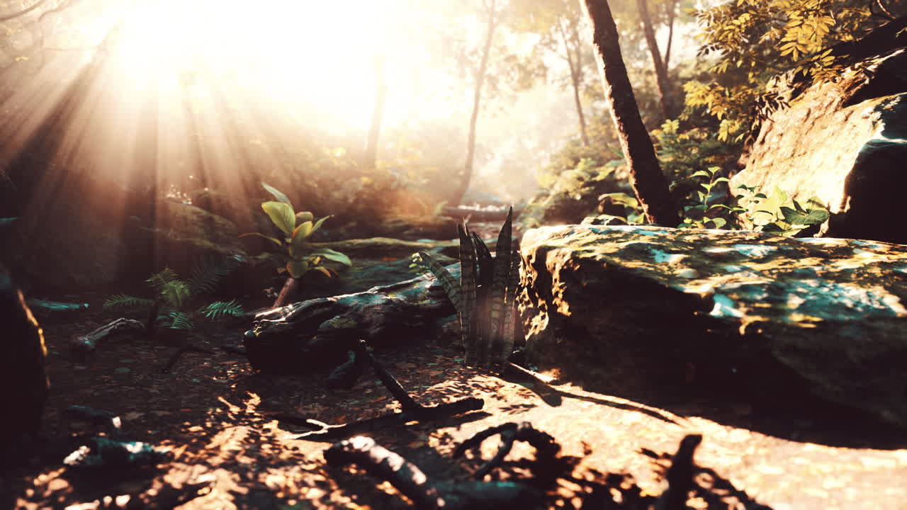 안개가 가득한 열대 숲을 가로질러 흐르는 빛