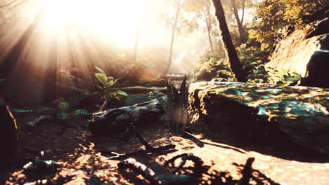 sunlight streaming through foggy tropical forest