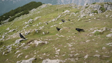 black birds walking on the grass on top of mountain raduha, many rocks sticking out, nearby mountain visible in the background