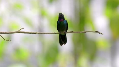 a colourful hummingbird perches on a branch in a forest in ecuador, south america