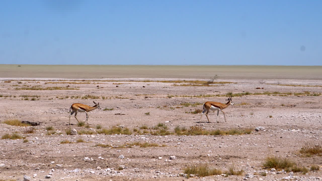 에토샤 국립공원의 스프링복 가젤