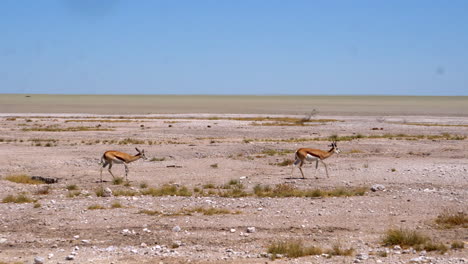 springbok gazelles in etosha national park