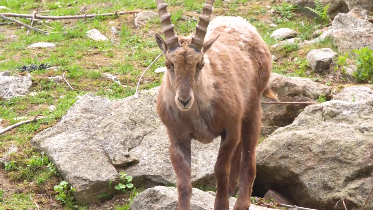 Uno stambecco alpino si muove con attenzione su un terreno roccioso ripido durante il giorno in montagna.