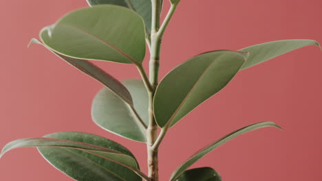 primer plano de hojas verdes en fondo rosa con espacio de copia en cámara lenta