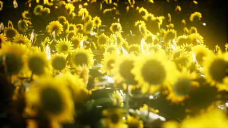 girasoles floreciendo a finales del verano