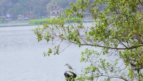 heron perched on branch near serene lake