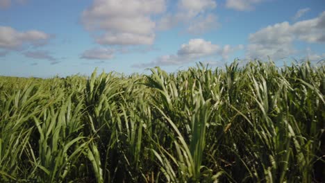 Una-Toma-Lateral-Cercana-De-Plantas-De-Caña-De-Azúcar-Moviéndose-En-Un-Día-Ventoso-Bajo-Un-Cielo-Lleno-De-Cúmulos