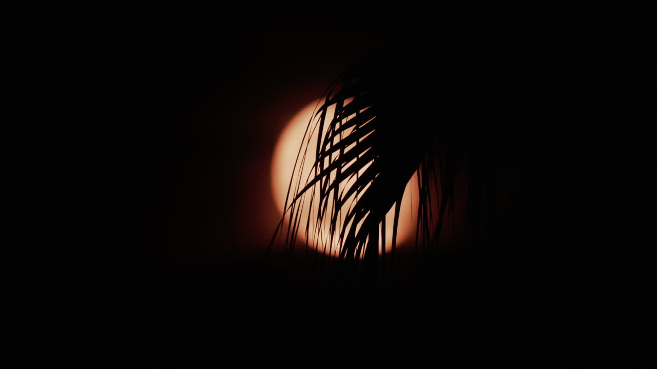 A palm leaf gently moves in front of a glowing moon, creating a serene tropical silhouette