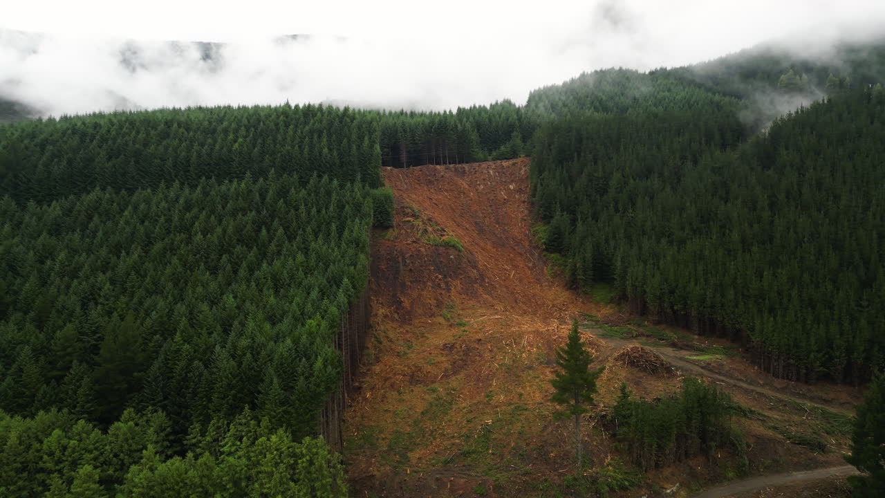 vista aérea de nelson forest, isla sur de nueva zelanda, frente a la bahía de tasman, que revela un proyecto de deforestación para la construcción de un sitio residencial nueva sociedad moderna de ciudad inteligente