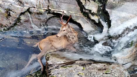 red deer buck with broken back, legs trapped in icy river fights for survival