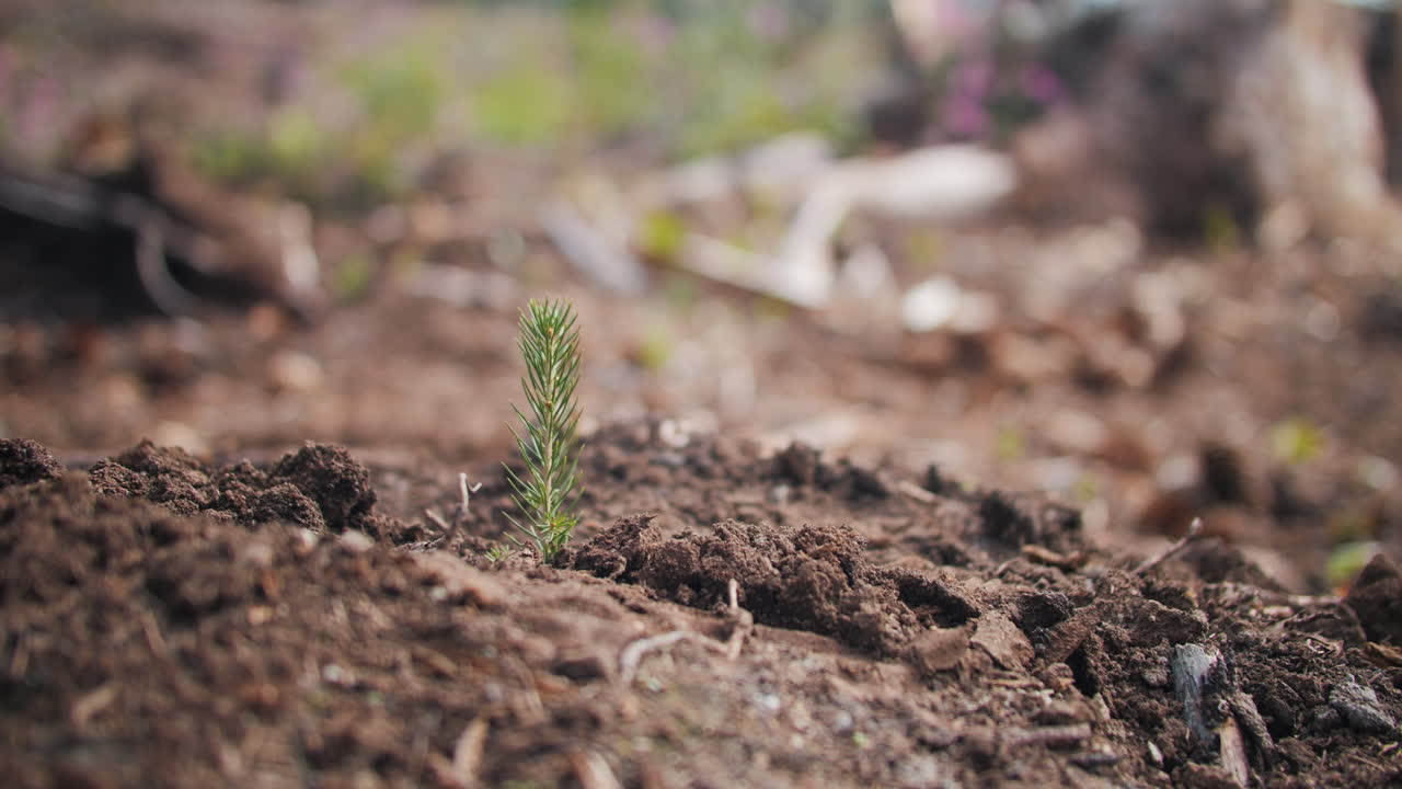 Close up static shot of planted pine needle tree, gardener feet passing by