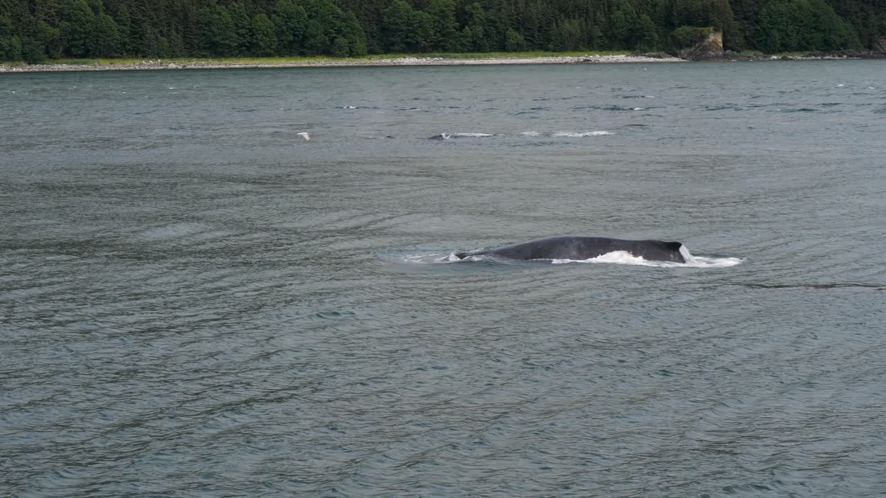 Humpback whales slowly surfacing.Whale Watching in Juneau, Alaska
