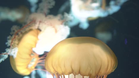 movimiento lento de singapore medusa amarilla o ortiga marina nadando en un golpe en el acuario de mar singapore